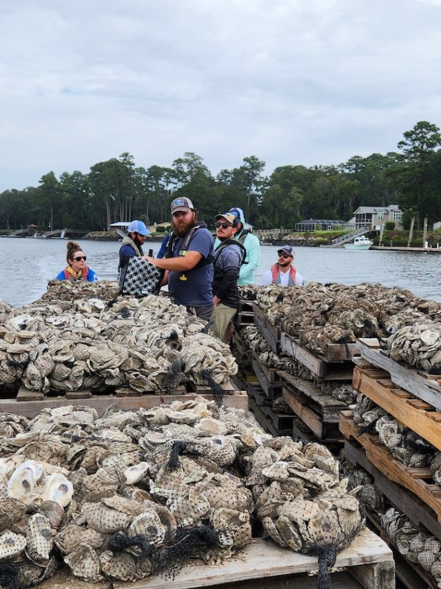Scientists study new way to capture carbon: oysters. | Grist