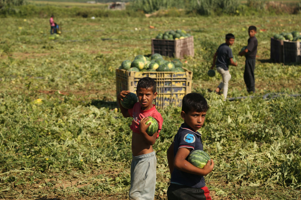 Two dark-haired children wearing t-shirts and holding watermelons look at the camera in front of two crates of watermelons in an agricultural field