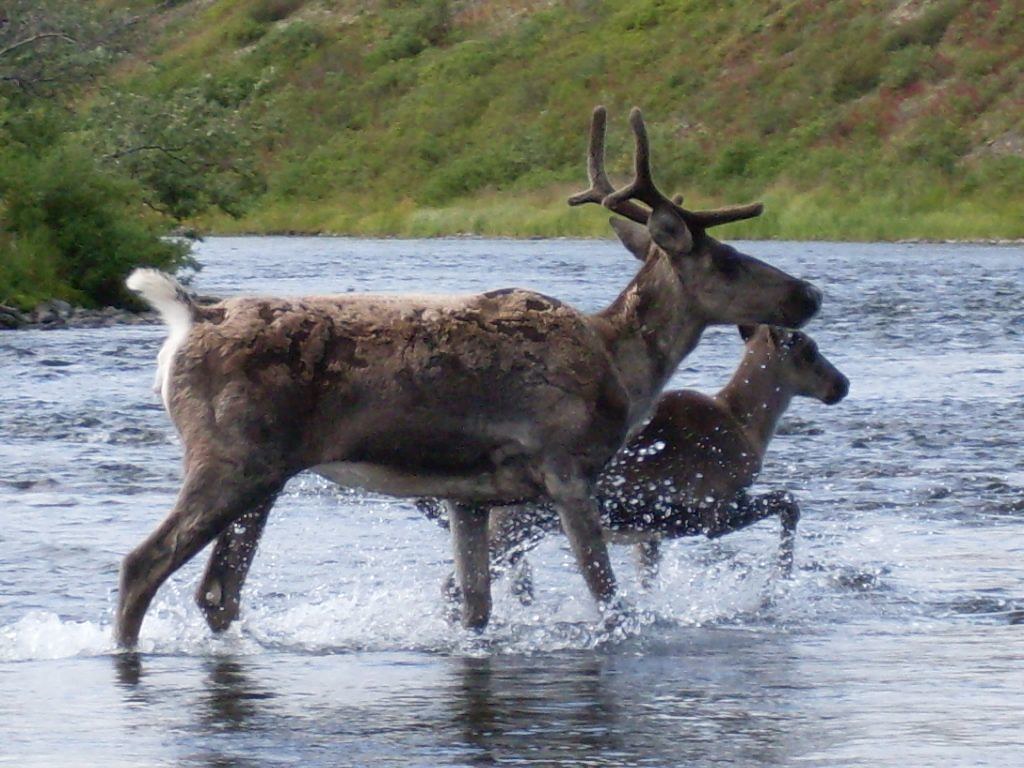 two caribou cross a river