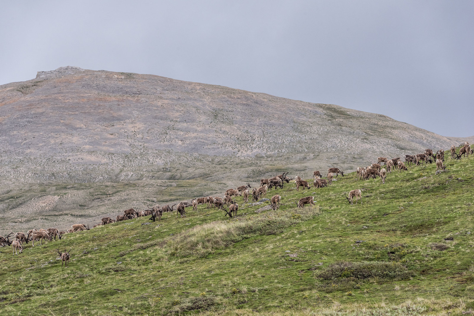 a large number of caribou on a green hilltop