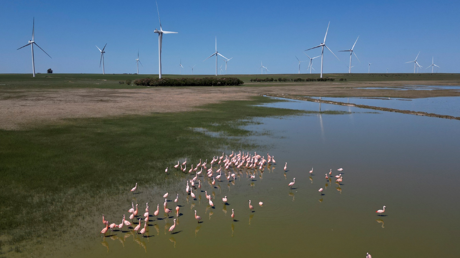 Flamingoes rest in a pond near in a wind farm