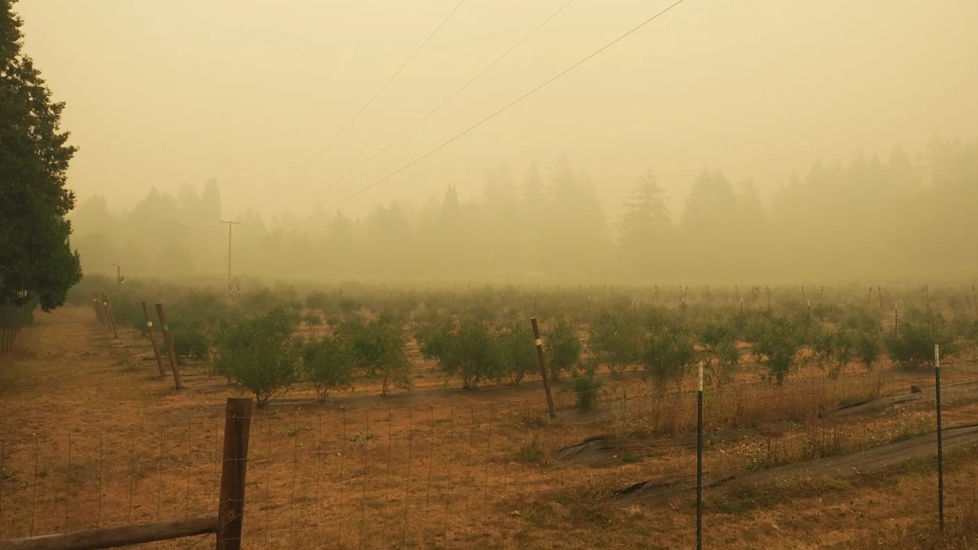 A field of trees is filled with yellow smoke.