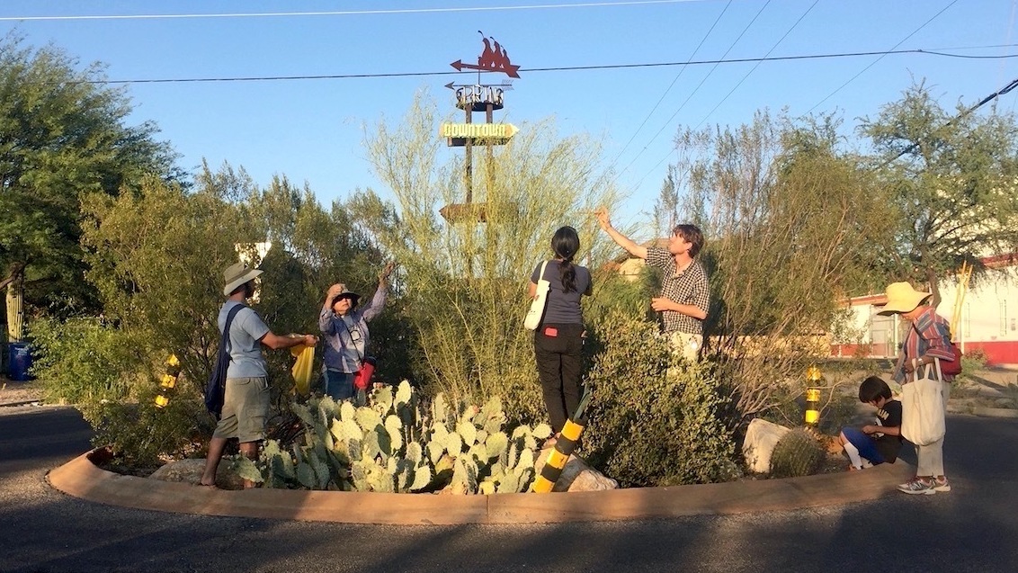 Volunteers harvest fruit from native plants in a roundabout
