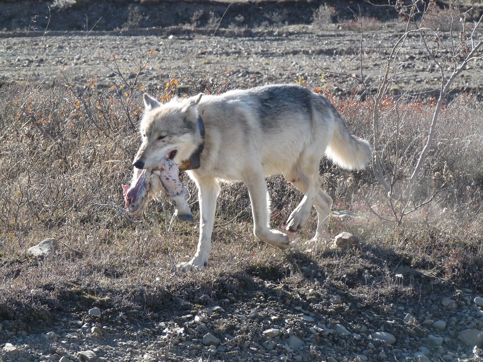 a wolf holds a leg with a hoof in his mouth