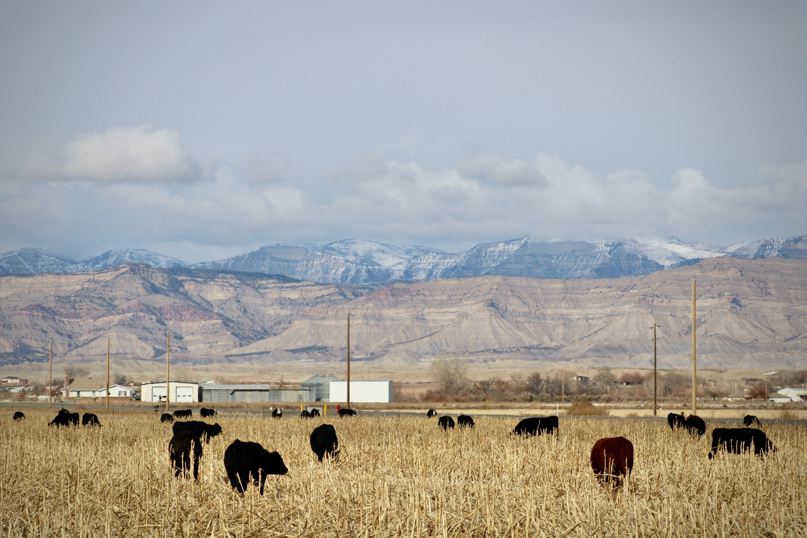 Black cows eat in a grassy field overlooked by mountains.