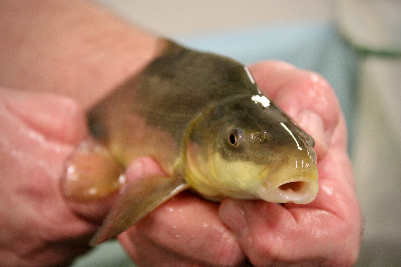 A pair of hands holds a green and yellow fish puckering its mouth.