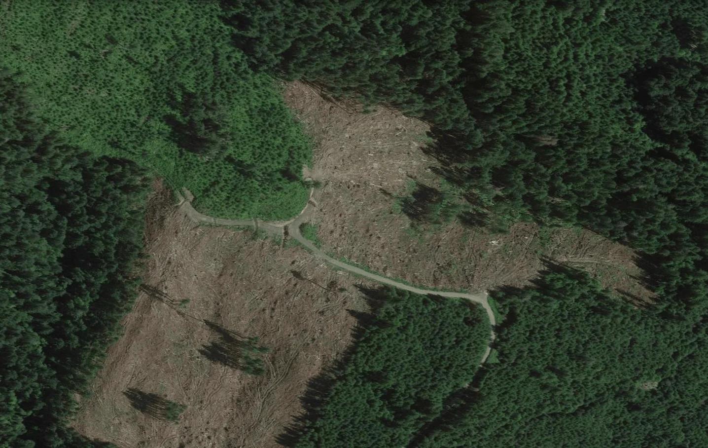 forest showing clear cut
