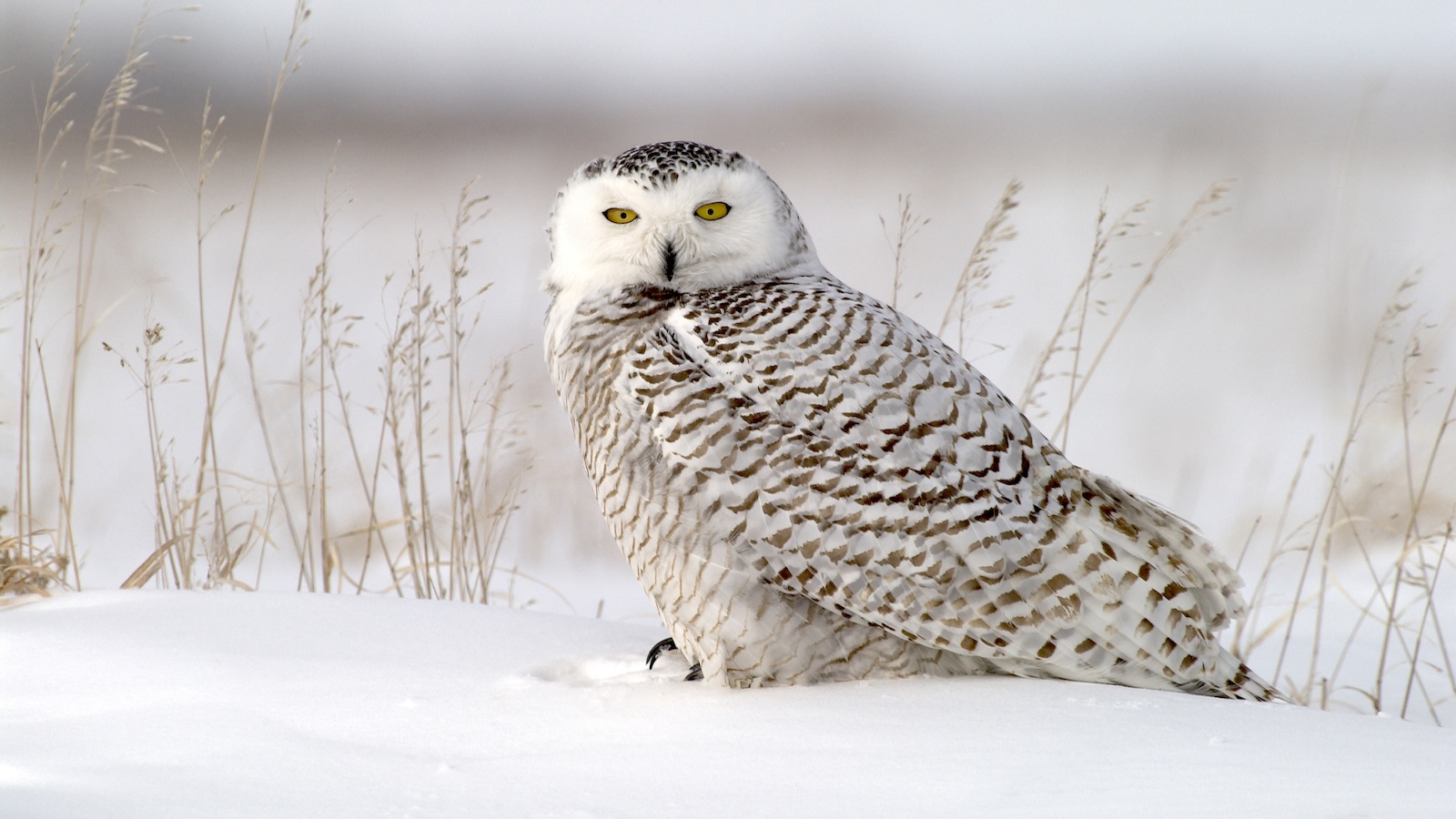 Snowy owl on snow