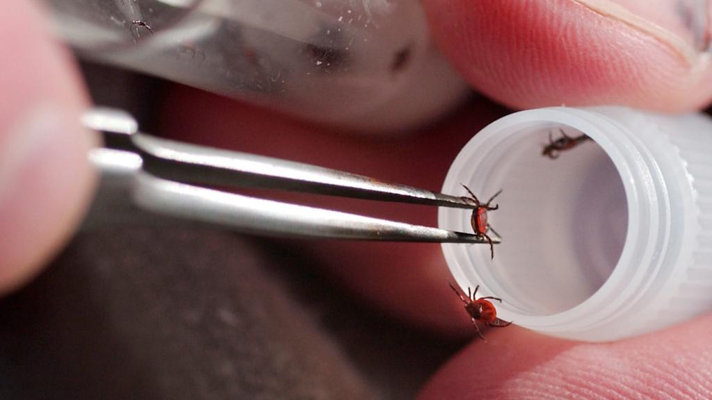 a close up of fingers holding a tweezer with a small, red tick captured between the tongs. Two other small, red ticks crawl near the opening of the bottle