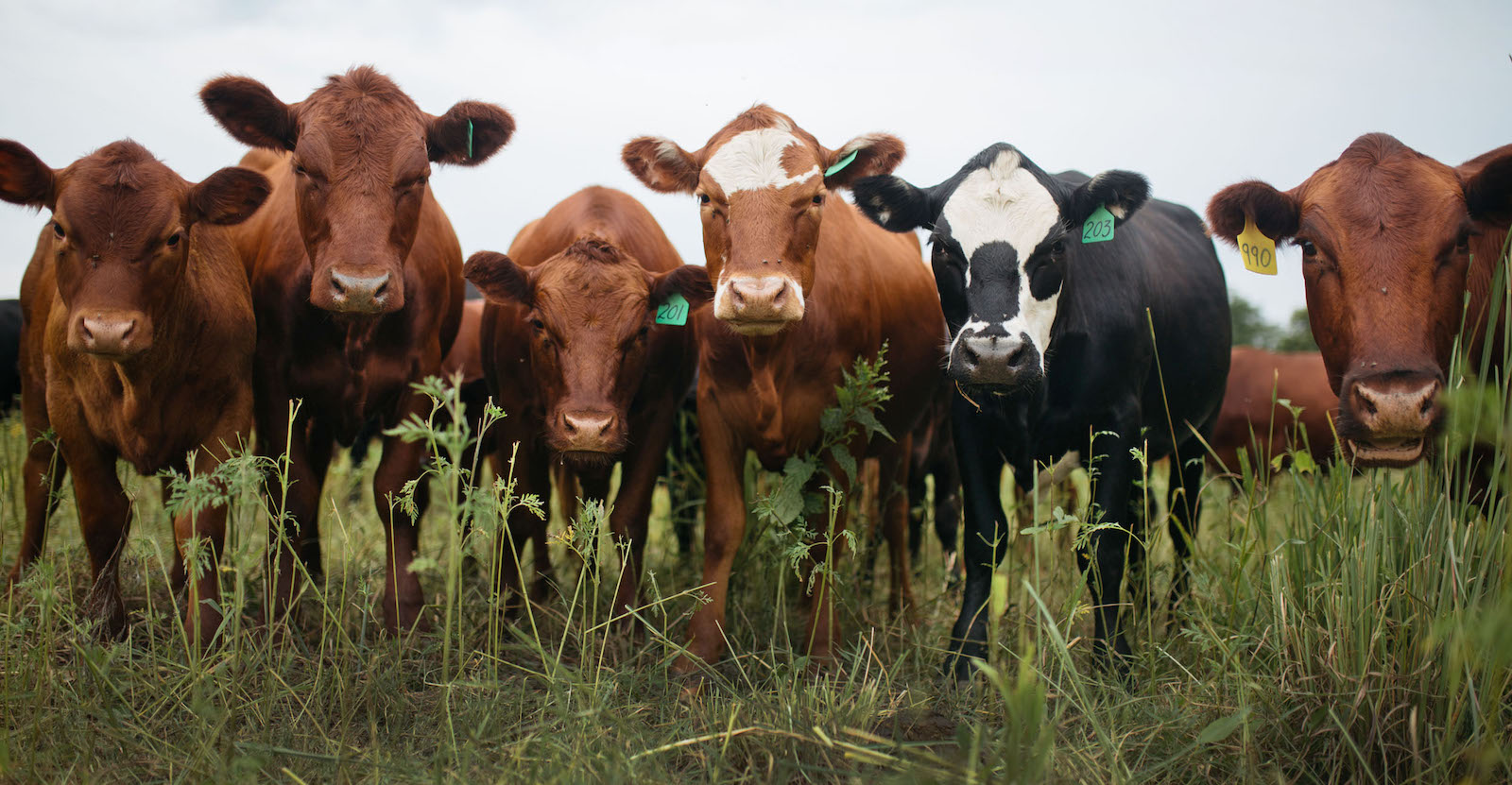 a line of cattle eat grass