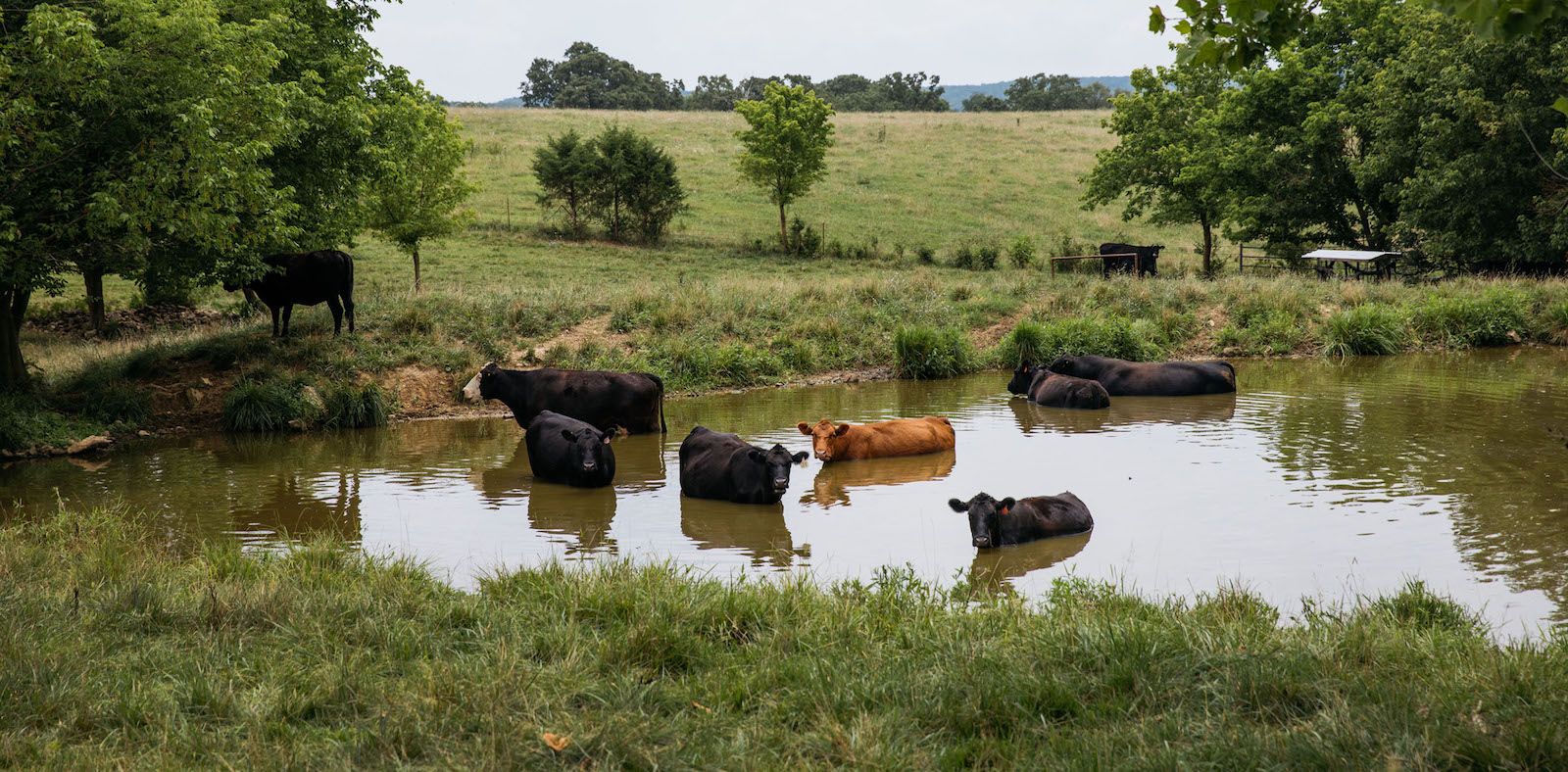 Cows wallow in a stream in a green field