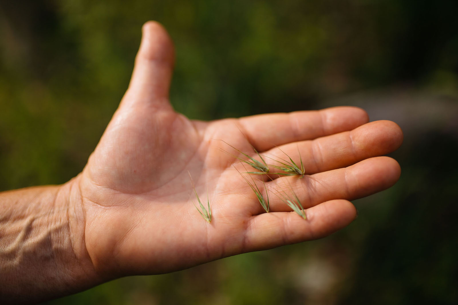 A hand holds tiny grass seedlings