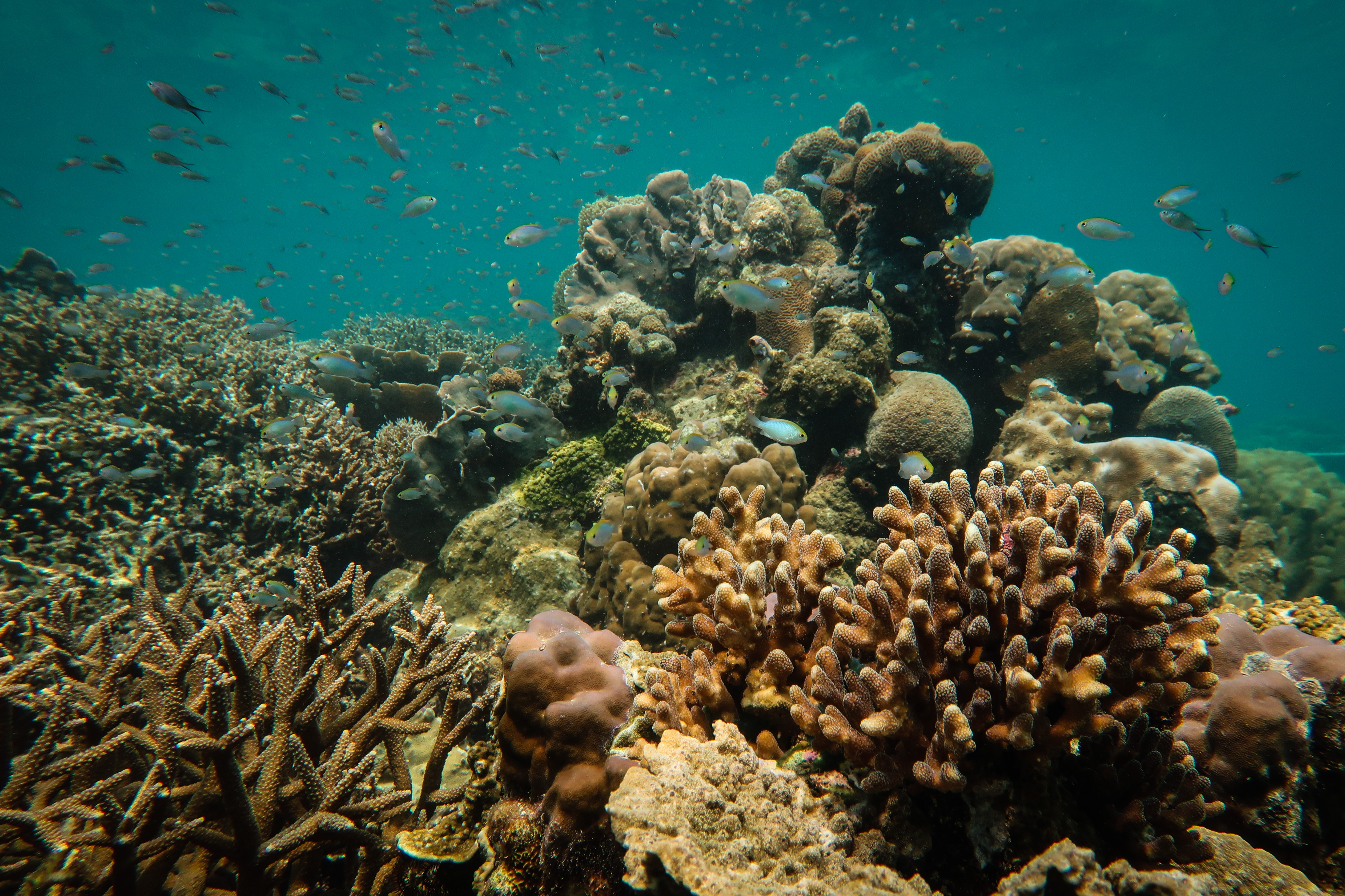 A healthy coral reef in Sulawesi, Indonesia.