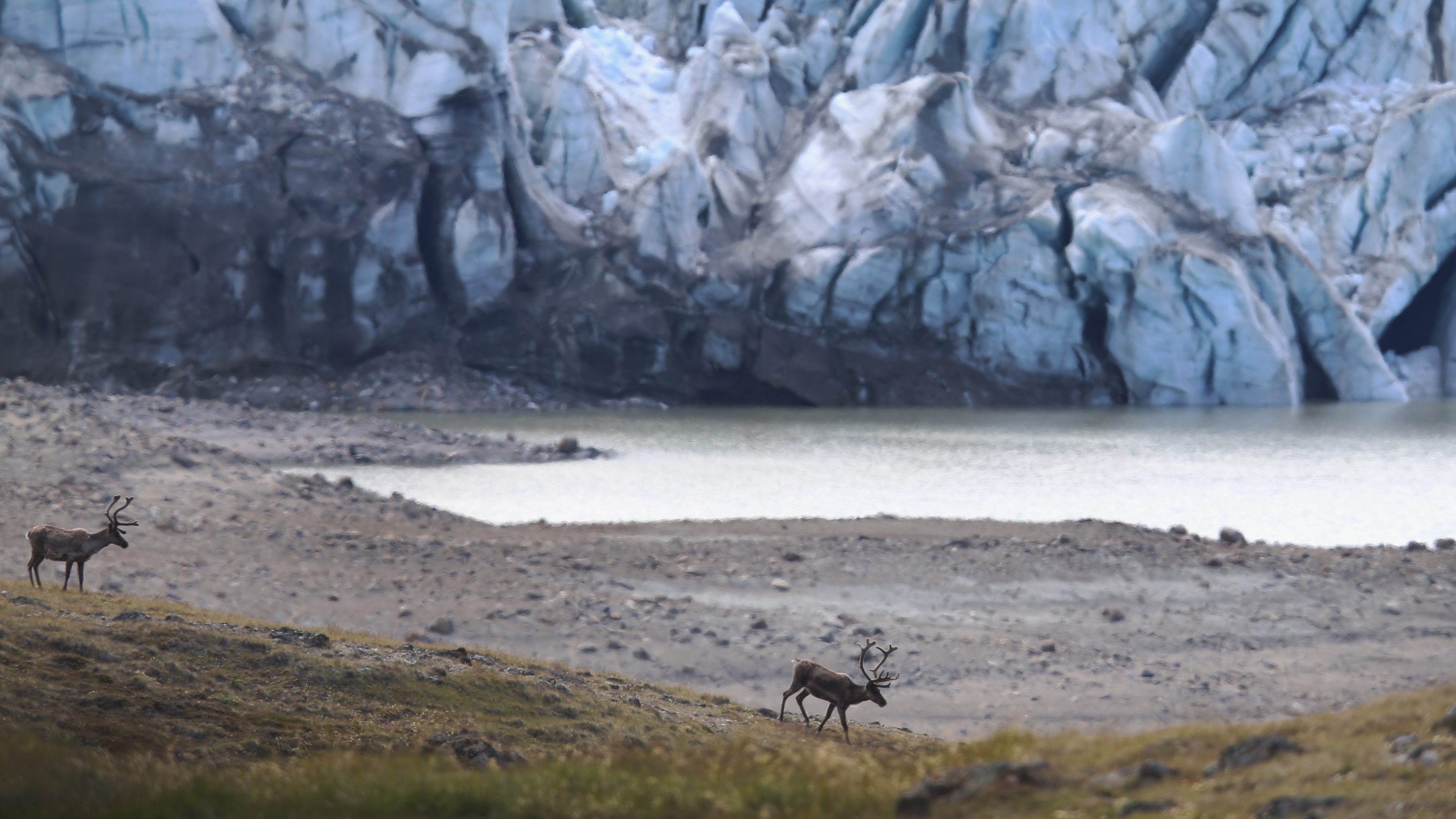 Two caribou walk down a grassy slope to a sandy beach next to a block of solid ice.