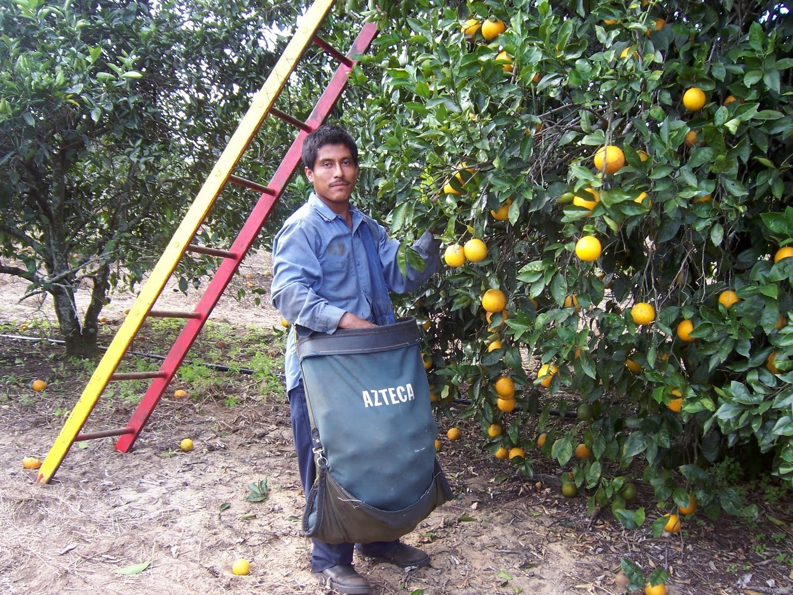 A man holds a heavy bag of oranges standing next to a tree and a ladder
