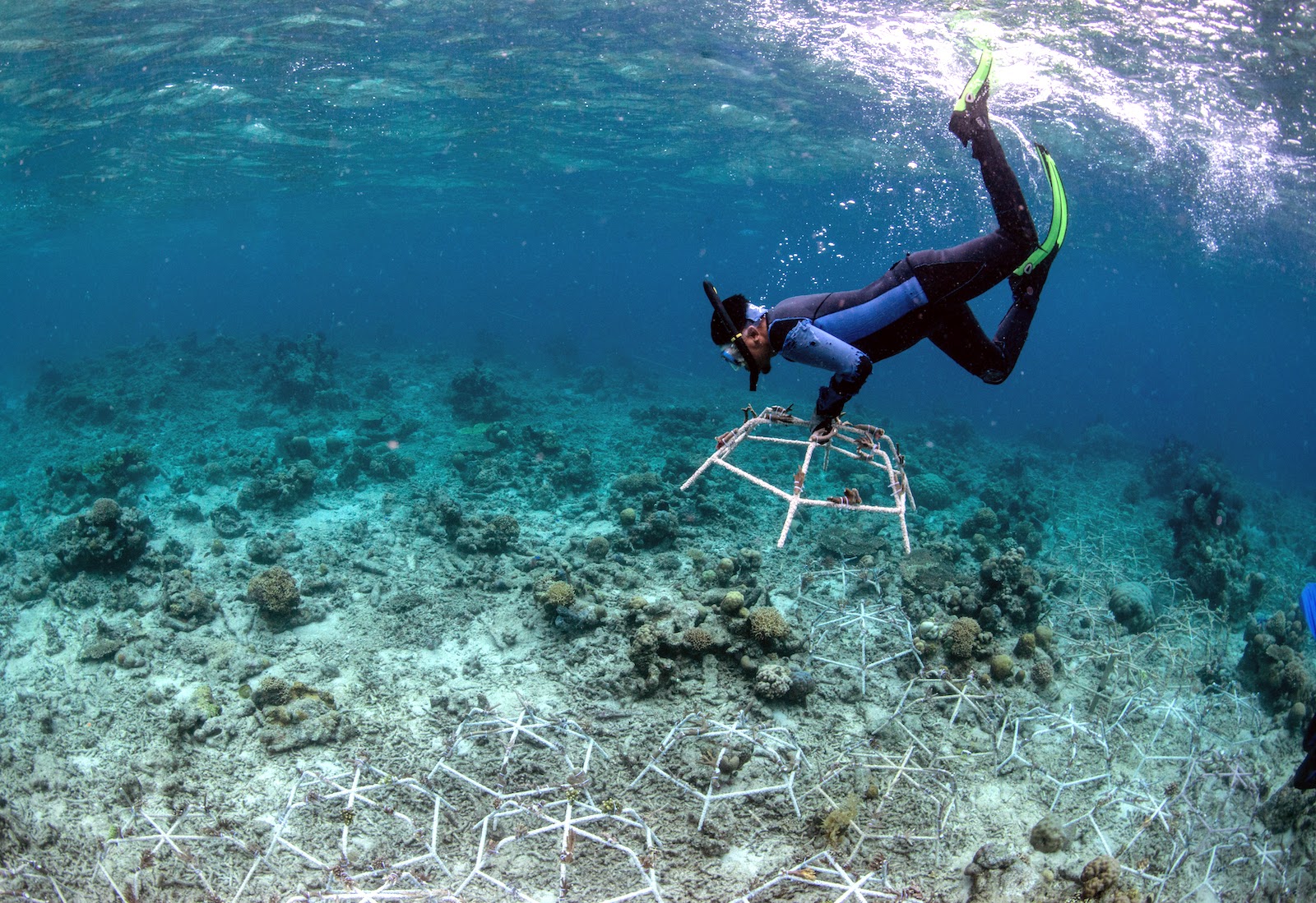A diver installs a reef stars in a degraded coral reef