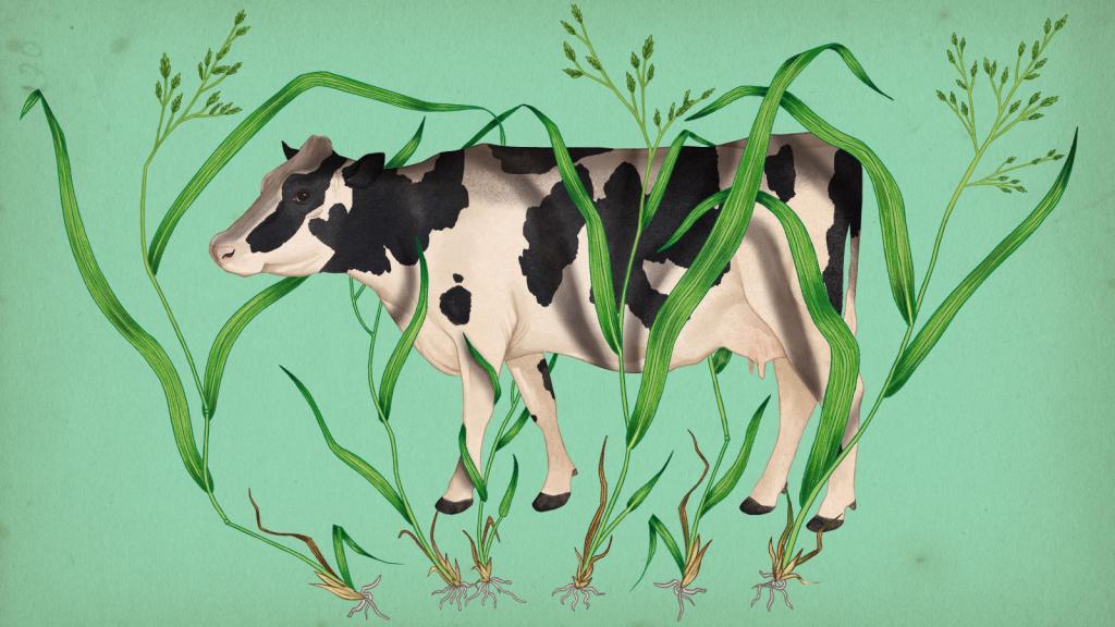 An illustration of a cow with sprigs of tall grass placed over it
