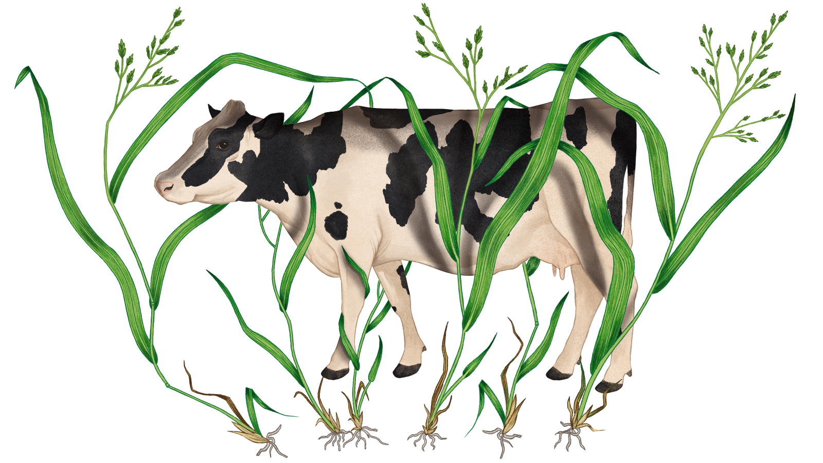 An illustration of a cow with sprigs of tall grass placed over it