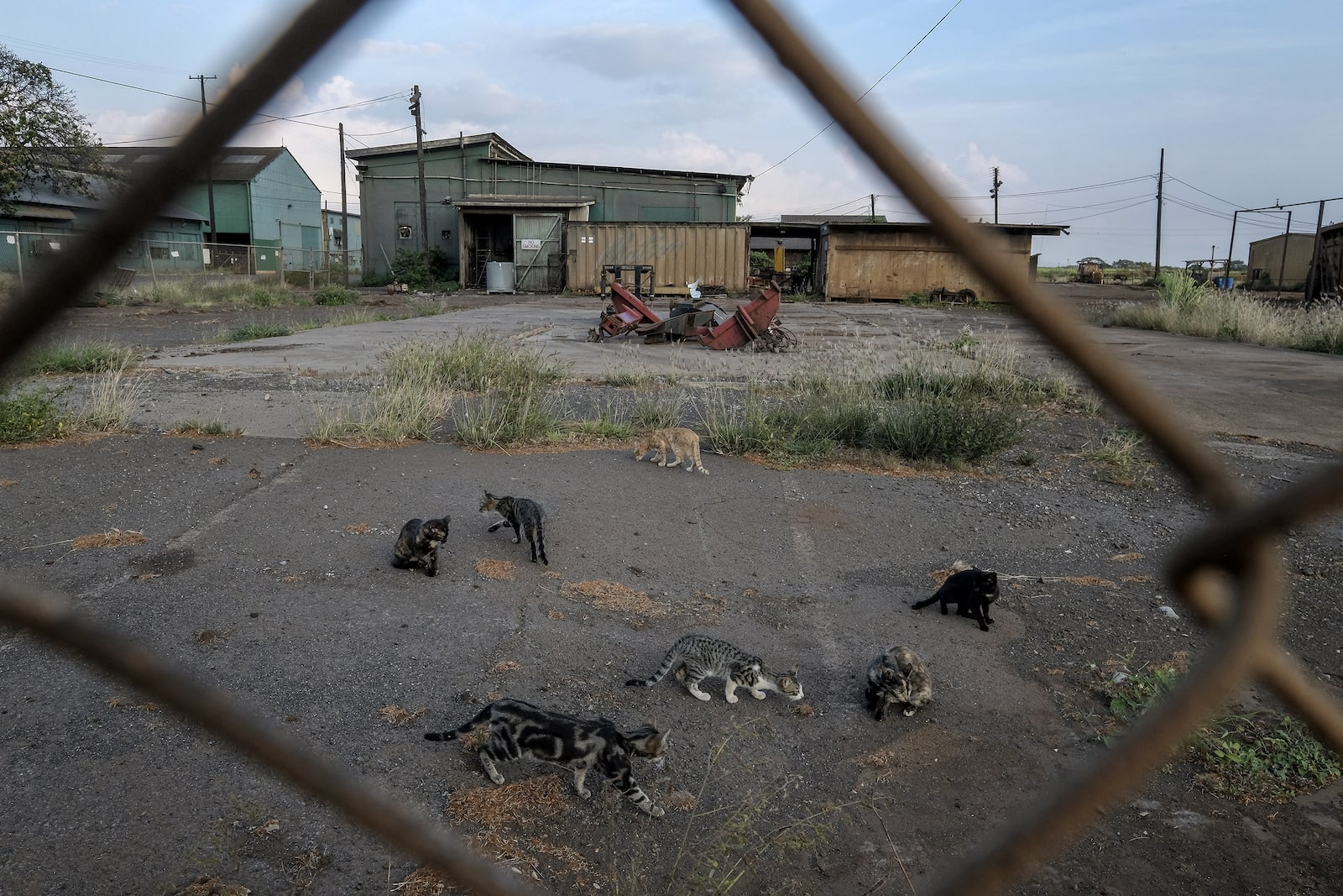 cats sit on the grounds of an old factor, as seen through a chain-link fence
