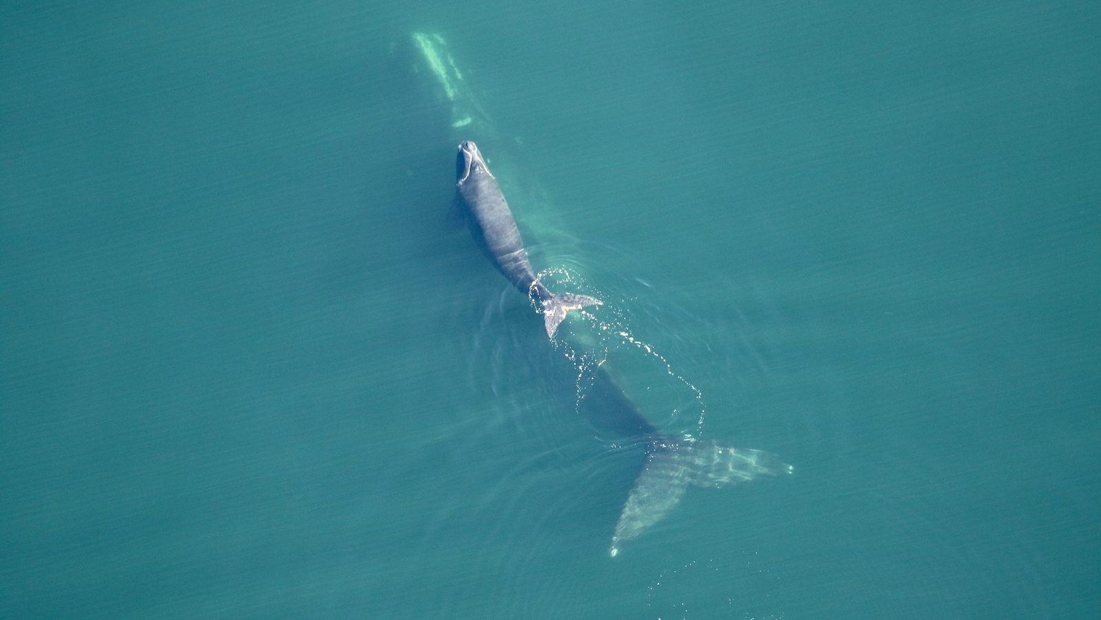 Des limitations de vitesse plus strictes pourraient sauver les baleines noires