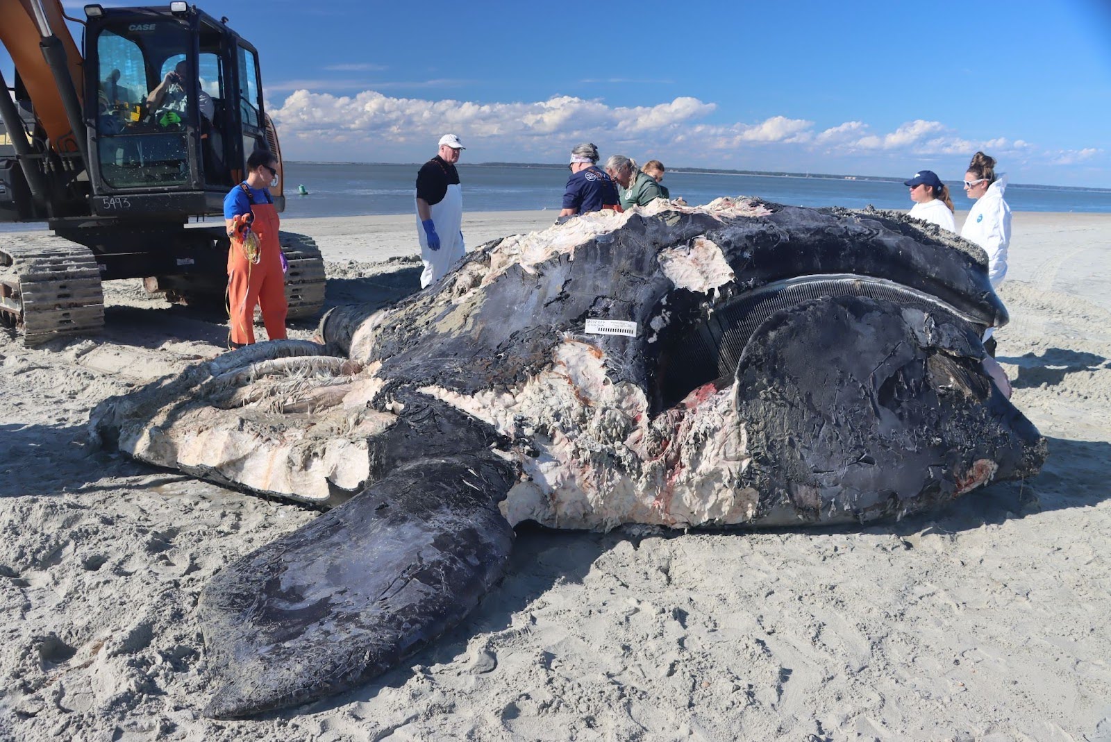 a dead decaying whale carcass on a beach with people lingering around