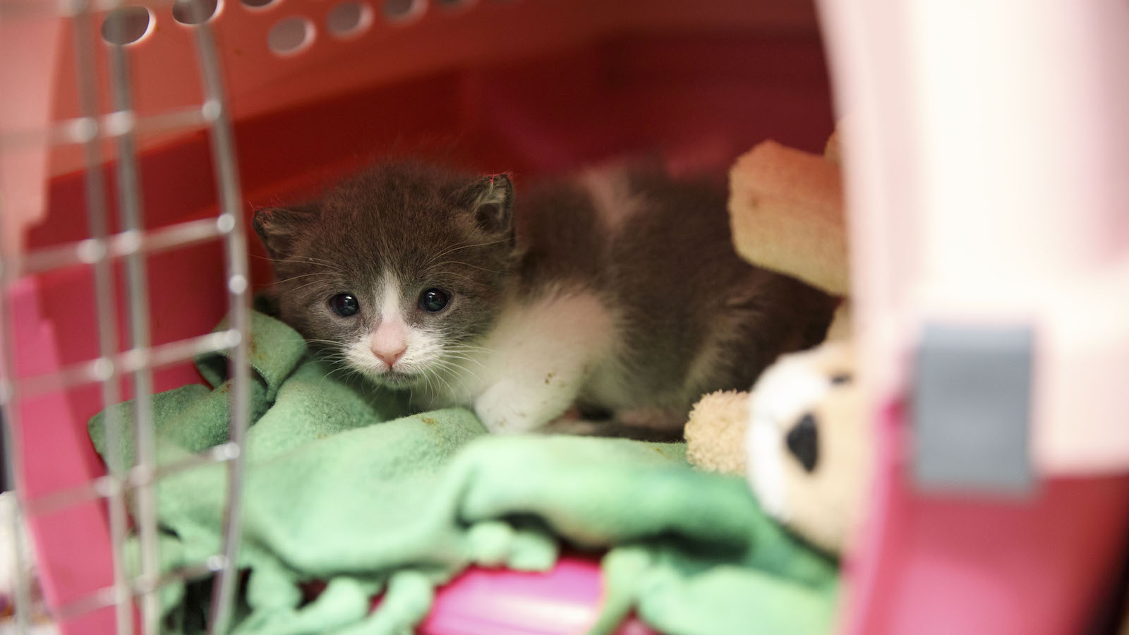 a kitten in a pink carrier rests on a green blanket