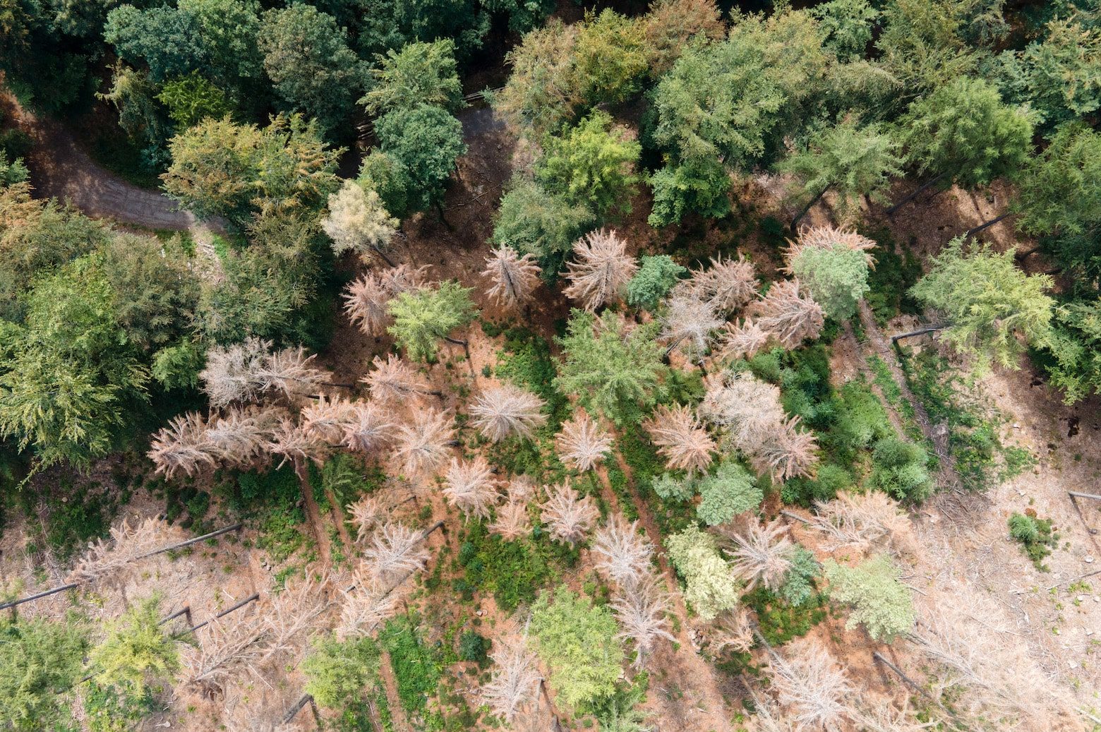 an aerial view of green trees interspersed with dead ones