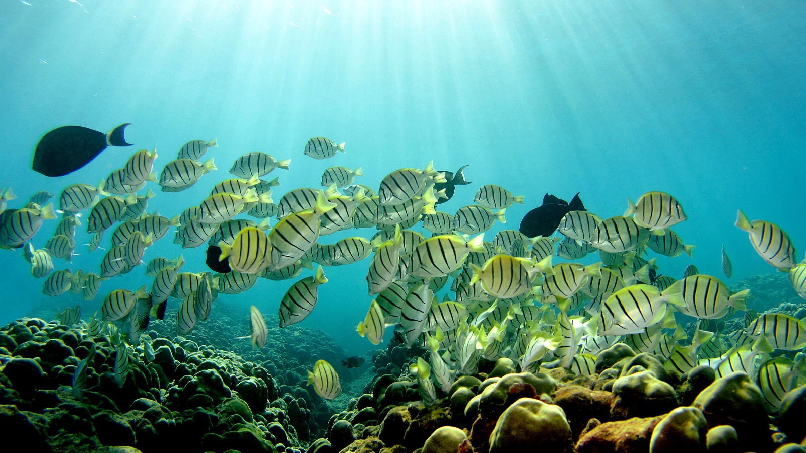 Fish swim over coral reef