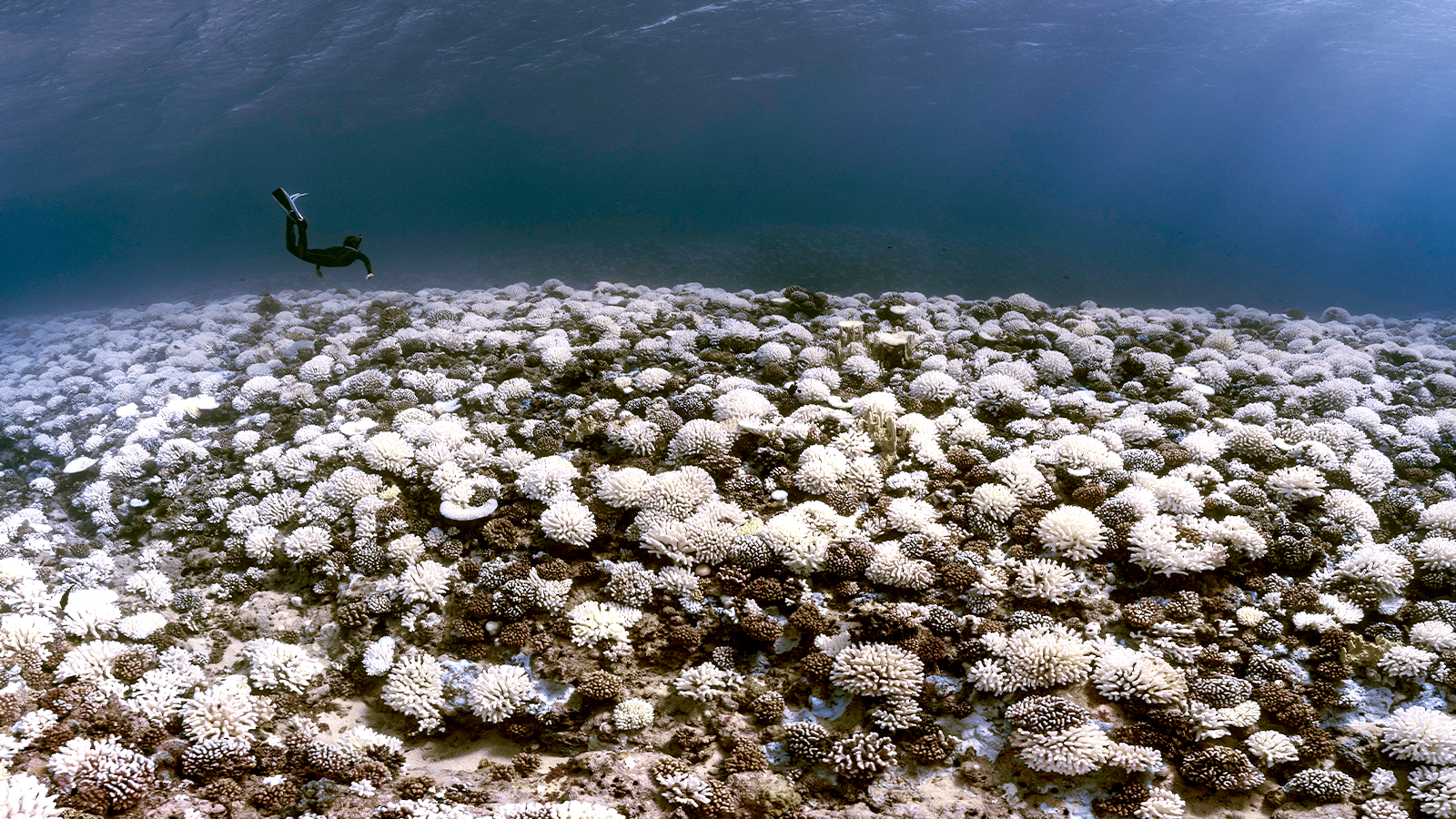 A view of bleached coral reefs in Moorea, French Polynesia.
