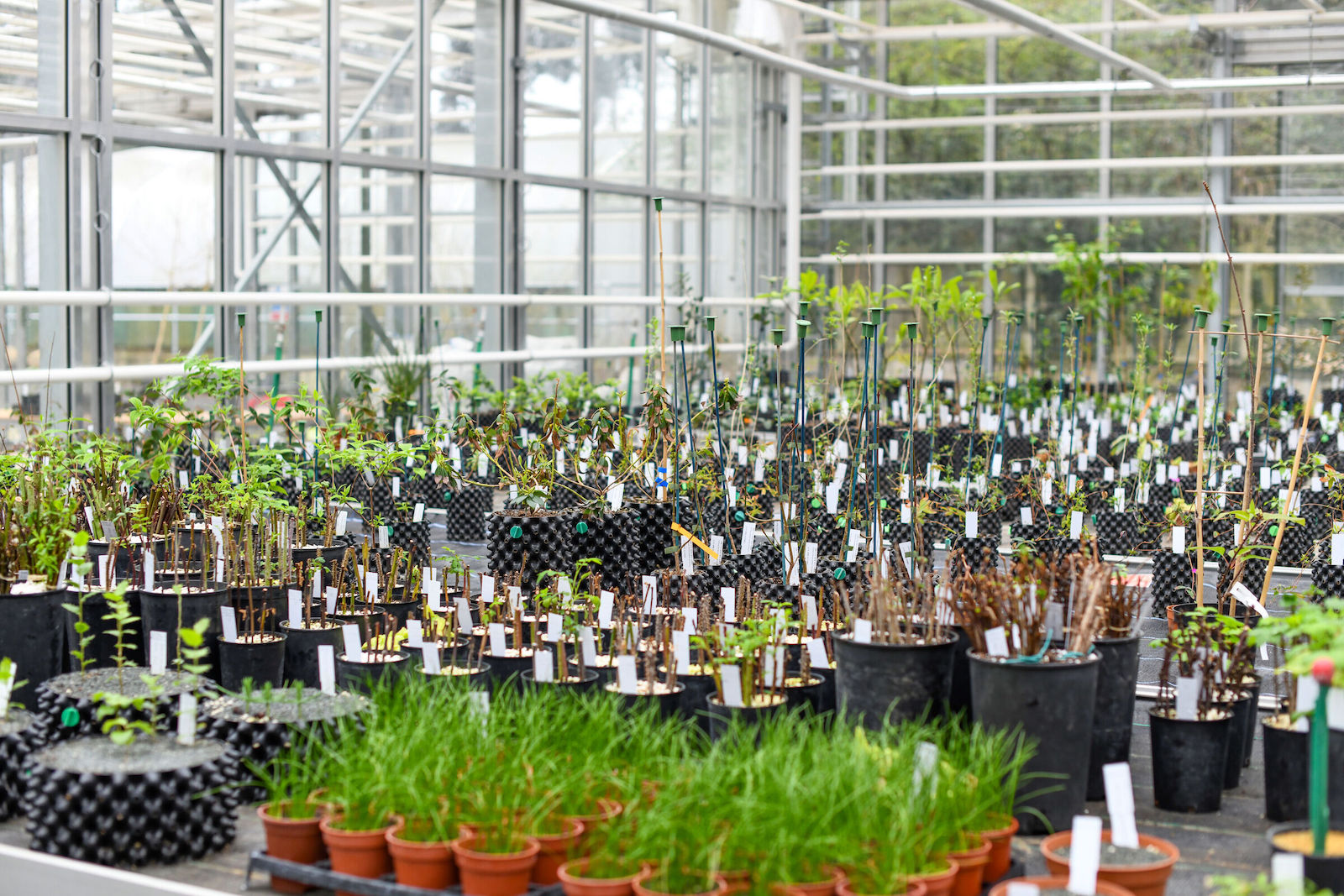 an indoor greenhouse with rows of plant seedlings