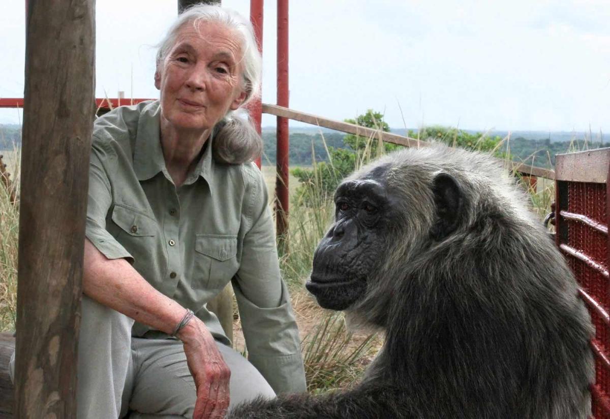 An elderly woman (Jane Goodall) smiles at the camera sitting next to a chimpanzee