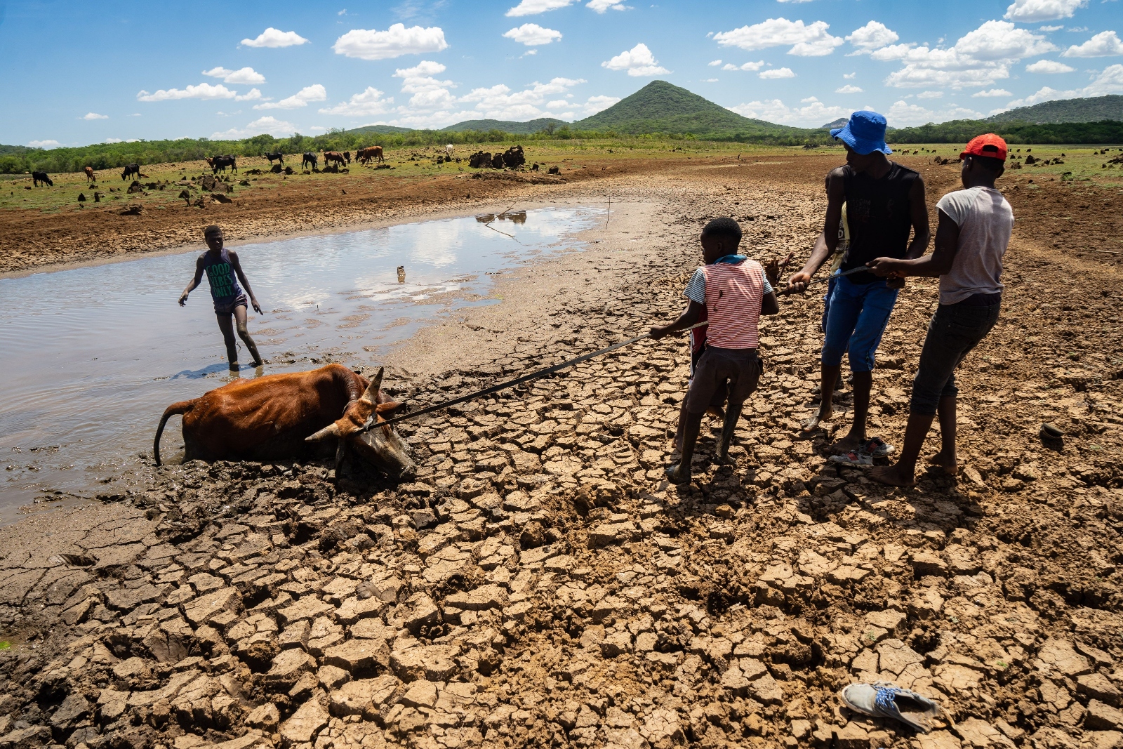 Herd boys pull out an ox stuck in the muddy waters of a drying reservoir in southern Zimbabwe. The county has declared a national emergency due to a drought caused by climate change and El Niño.