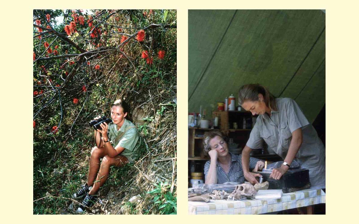 Two side-by-side photos of a young woman (Jane Goodall) with binoculars sitting on a hillside, and two women in a camp looking at specimens on a table