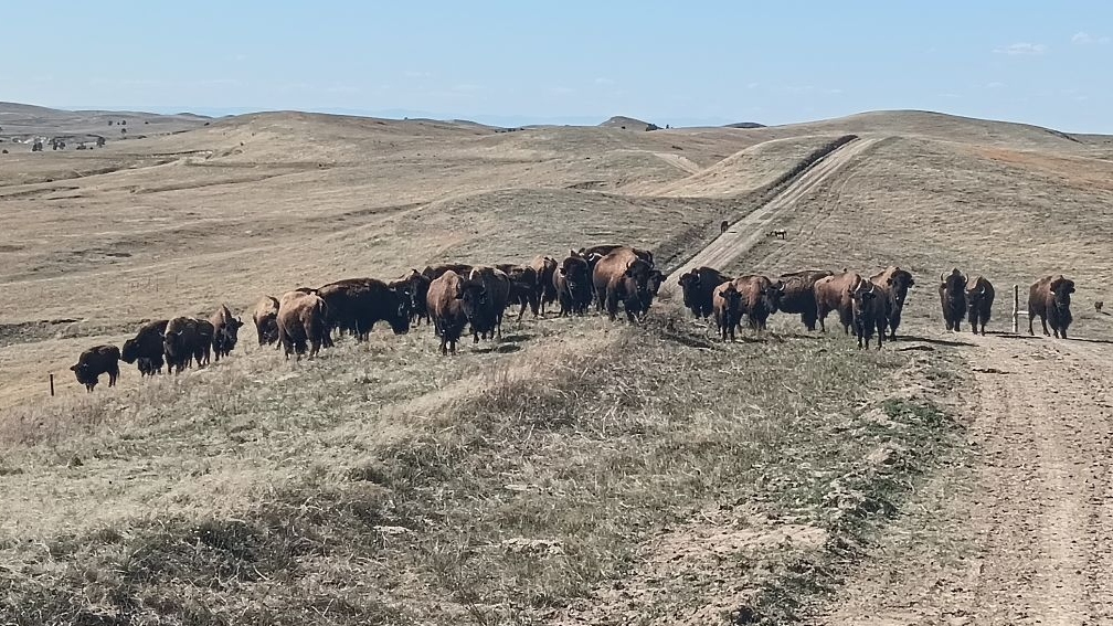A herd of buffalo graze on a grassy field.