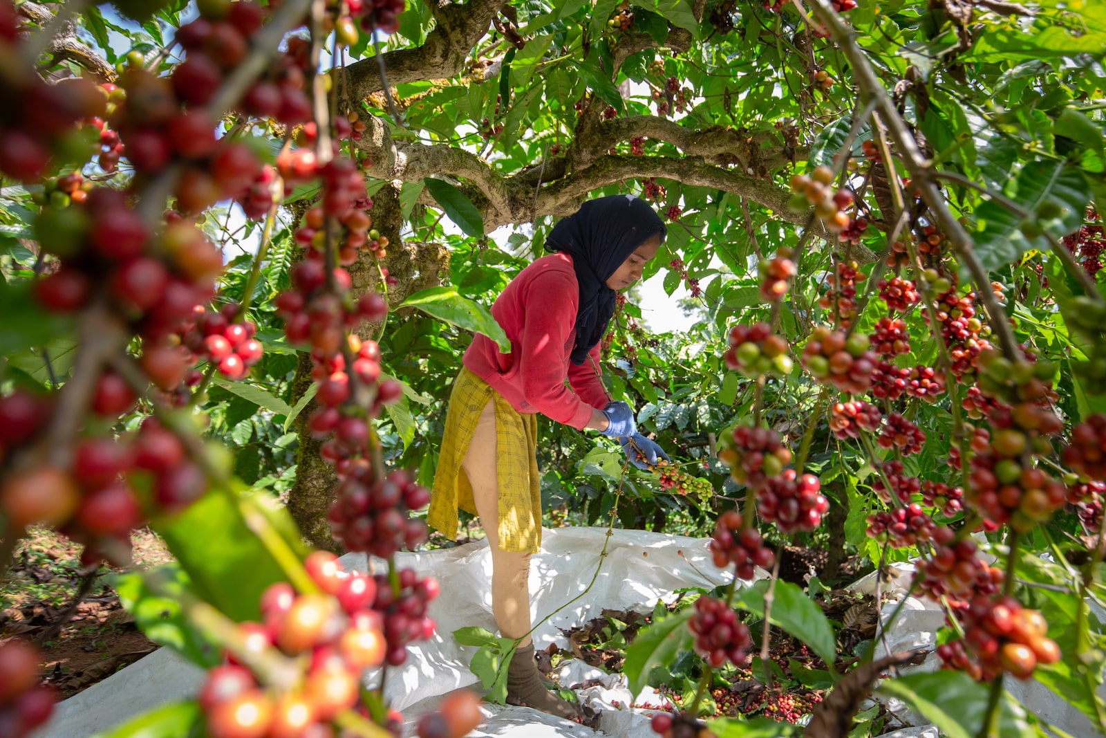 a woman with a head scarf picks red berries from a shrub