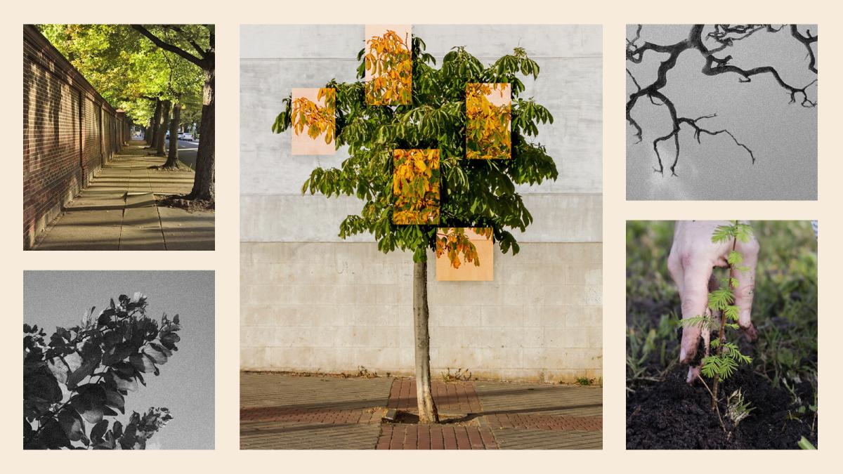 A collage of several photos of trees, with the center image of a tree highlighted with yellow rectangles on the crown, denoting rot or dying leaves