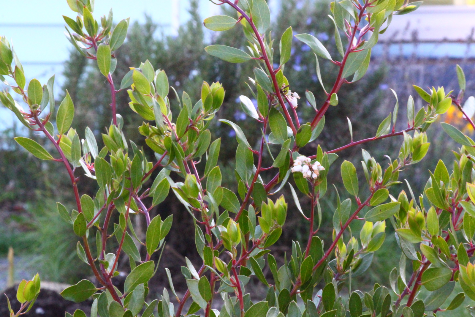 a small manzanita tree with delicate pink blossoms
