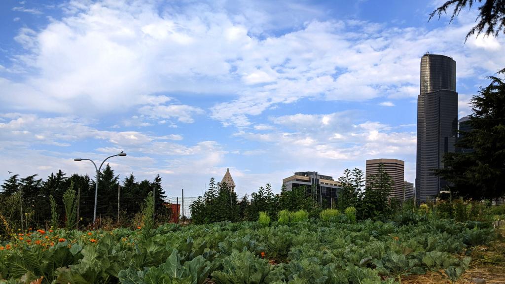 Yes Farm crops with some of Seattle skyline in background