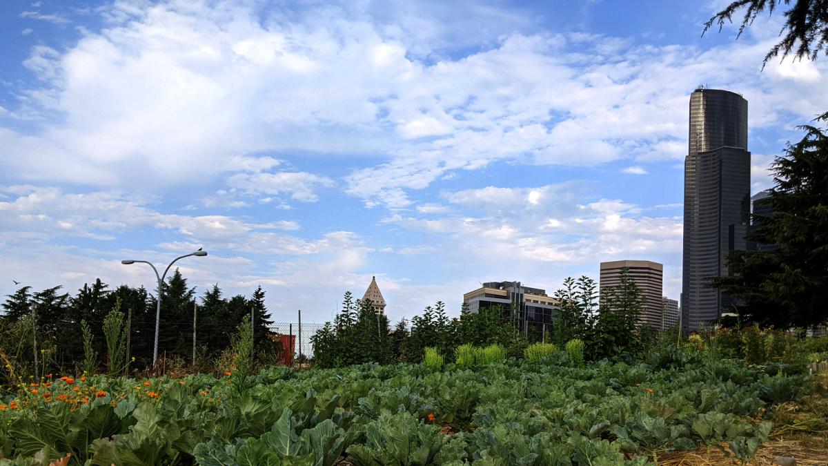 Yes Farm crops with some of Seattle skyline in background