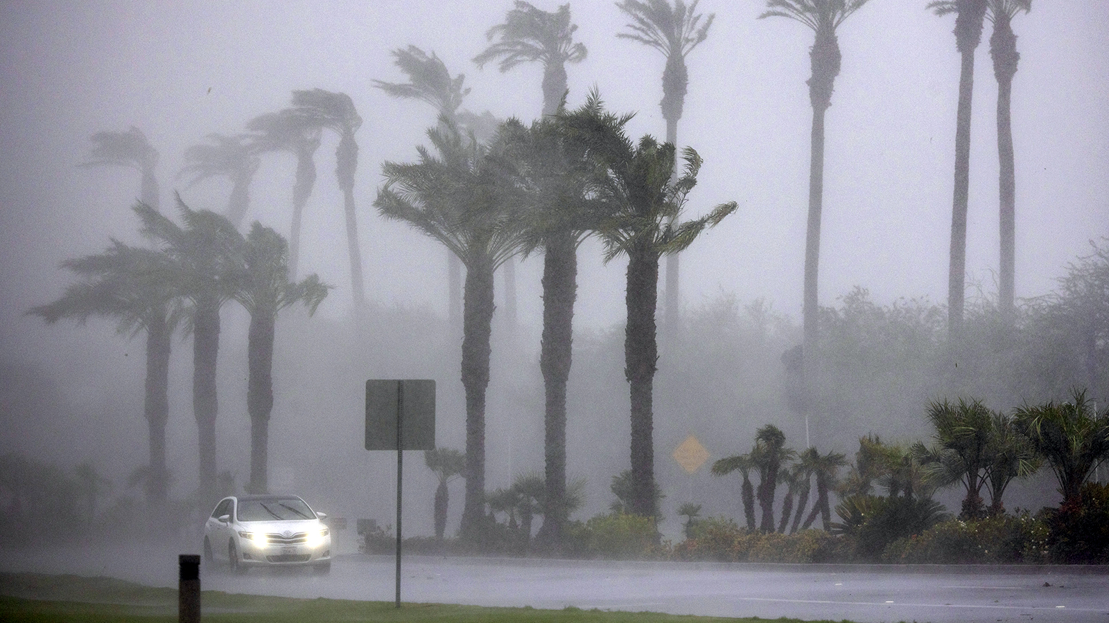 a grey sky backdrops rows of palm trees buffeted by wind while a car with headlights on drives by