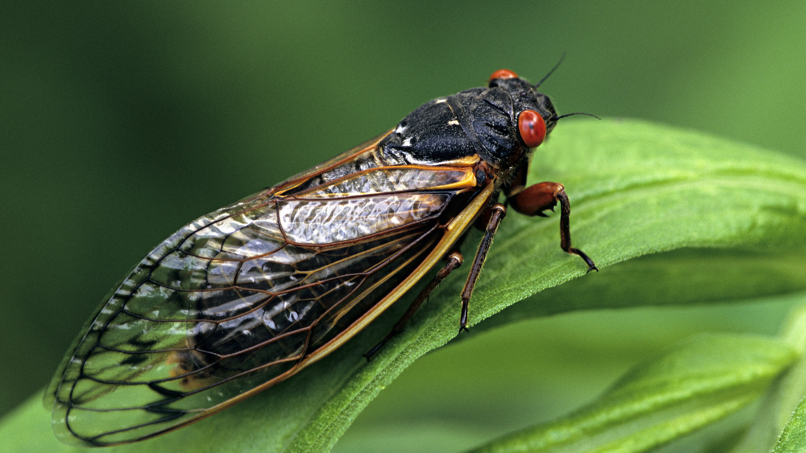 A trillion cicadas will emerge in the next few weeks. This hasn’t happened since 1803.