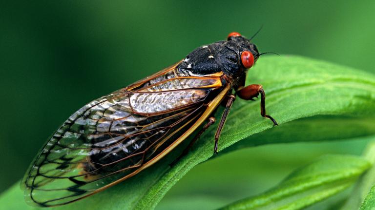 Black bug with gold leaves and red eyes on green leaf.