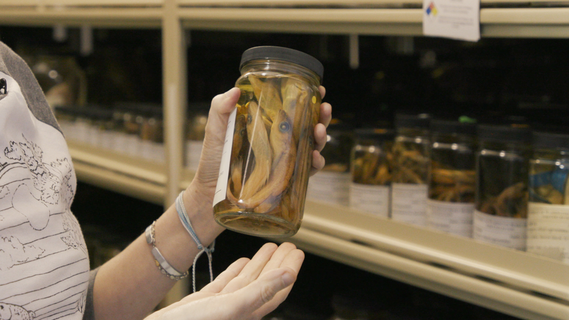 A person holds a large glass jar full of preserved fish in front of a row of similar jars