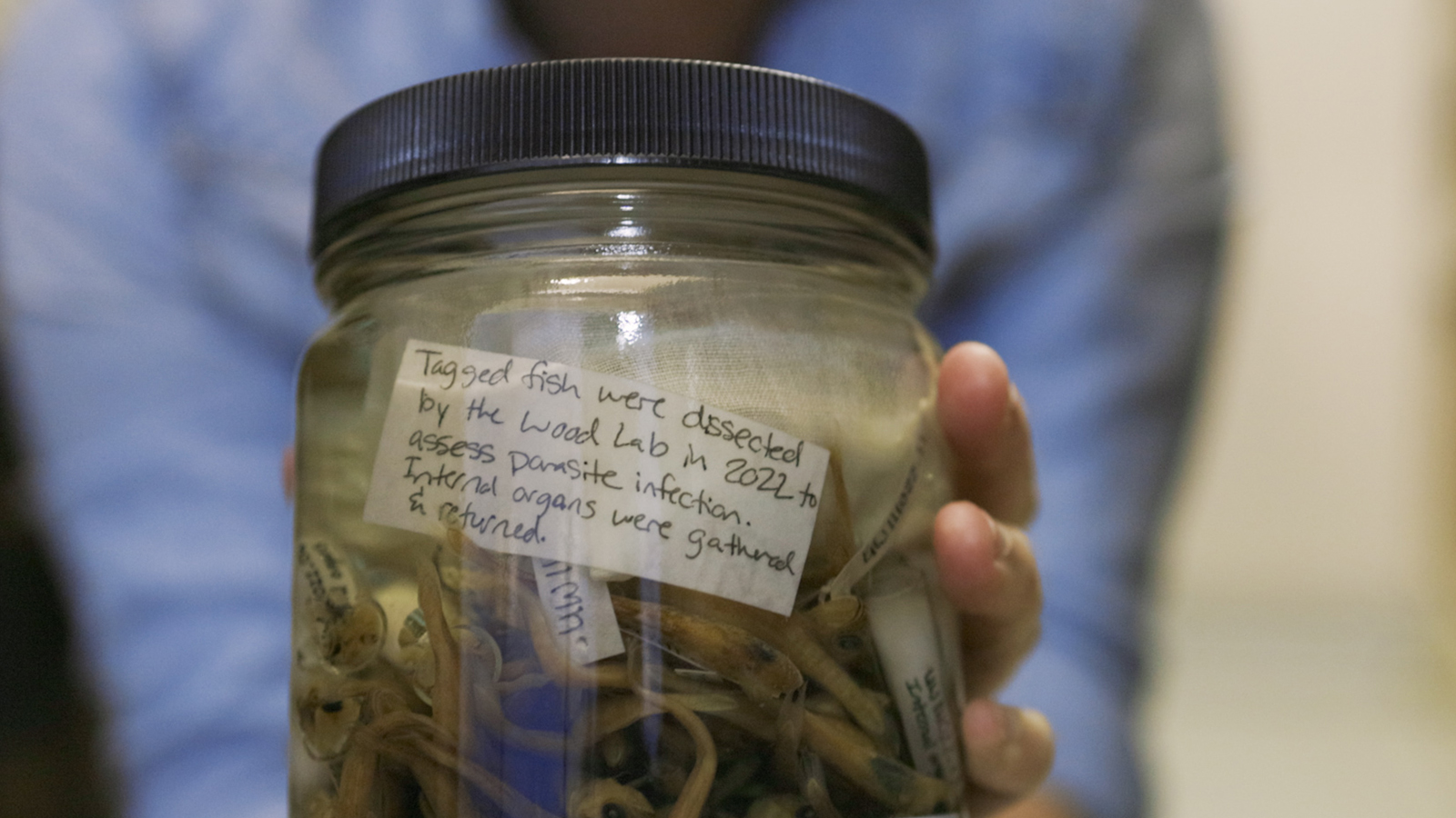 A glass jar labeled with a note reading, "Tagged fish were dissected by the Wood Lab in 2022 to assess parasite infection. Internal organs were gathered and returned."