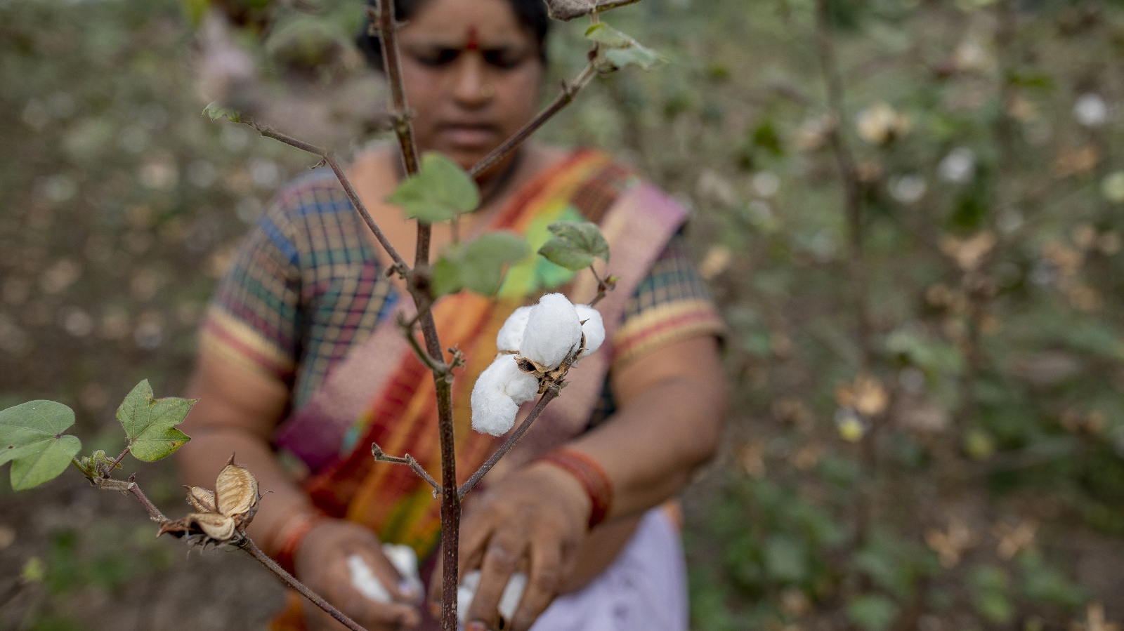 A woman picks cotton in Maharashtra, India
