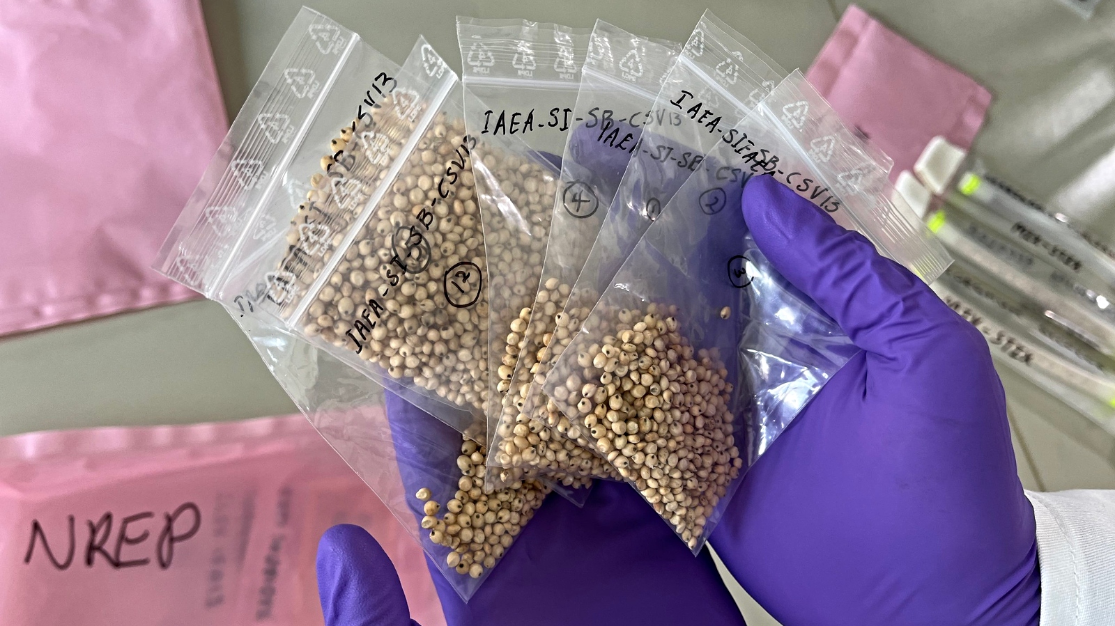bags of sorghum seeds that spent 5 months in space