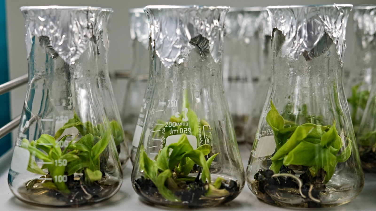 Plants growing in a beaker at a lab in Austria.