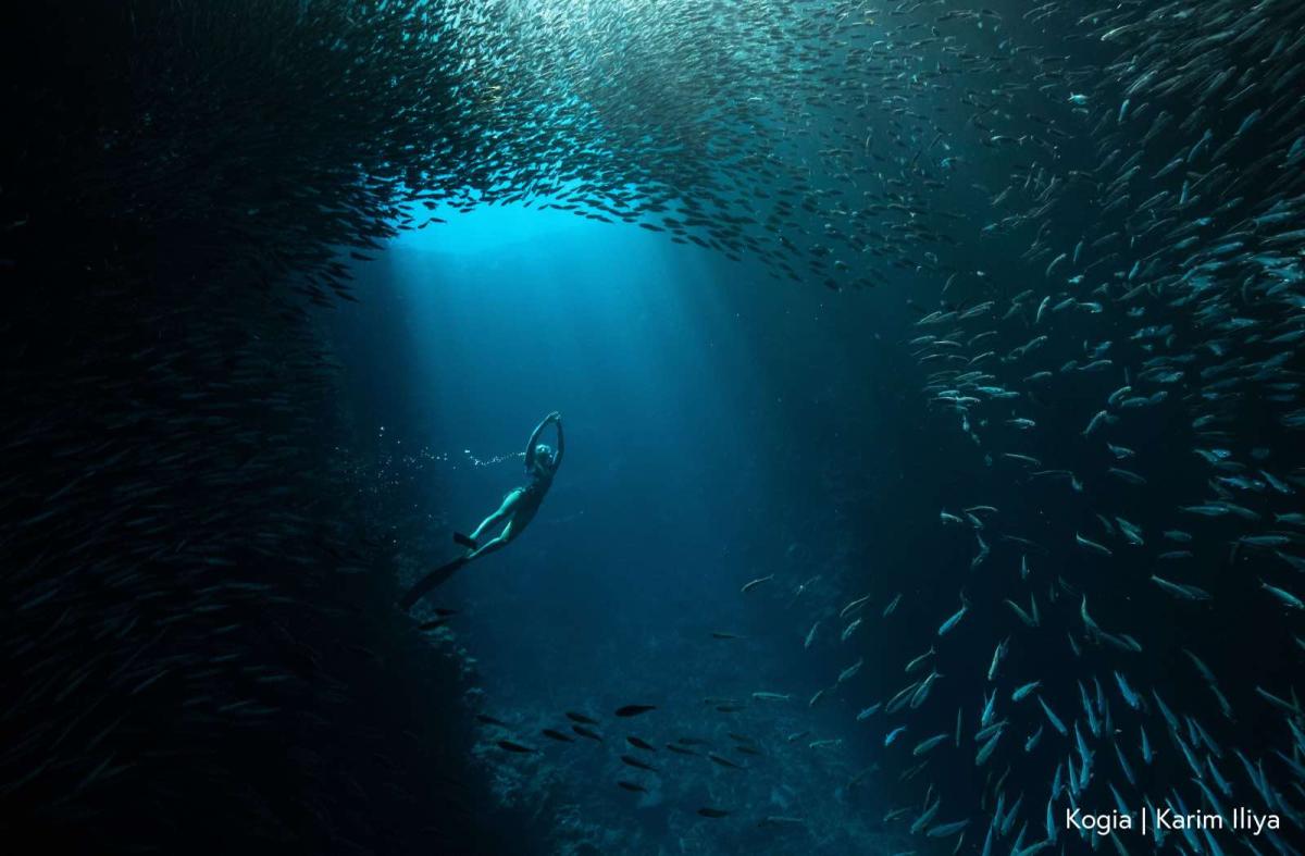 A person in a swimsuit suspended in beams of light in the water, surrounded by clouds of fishes