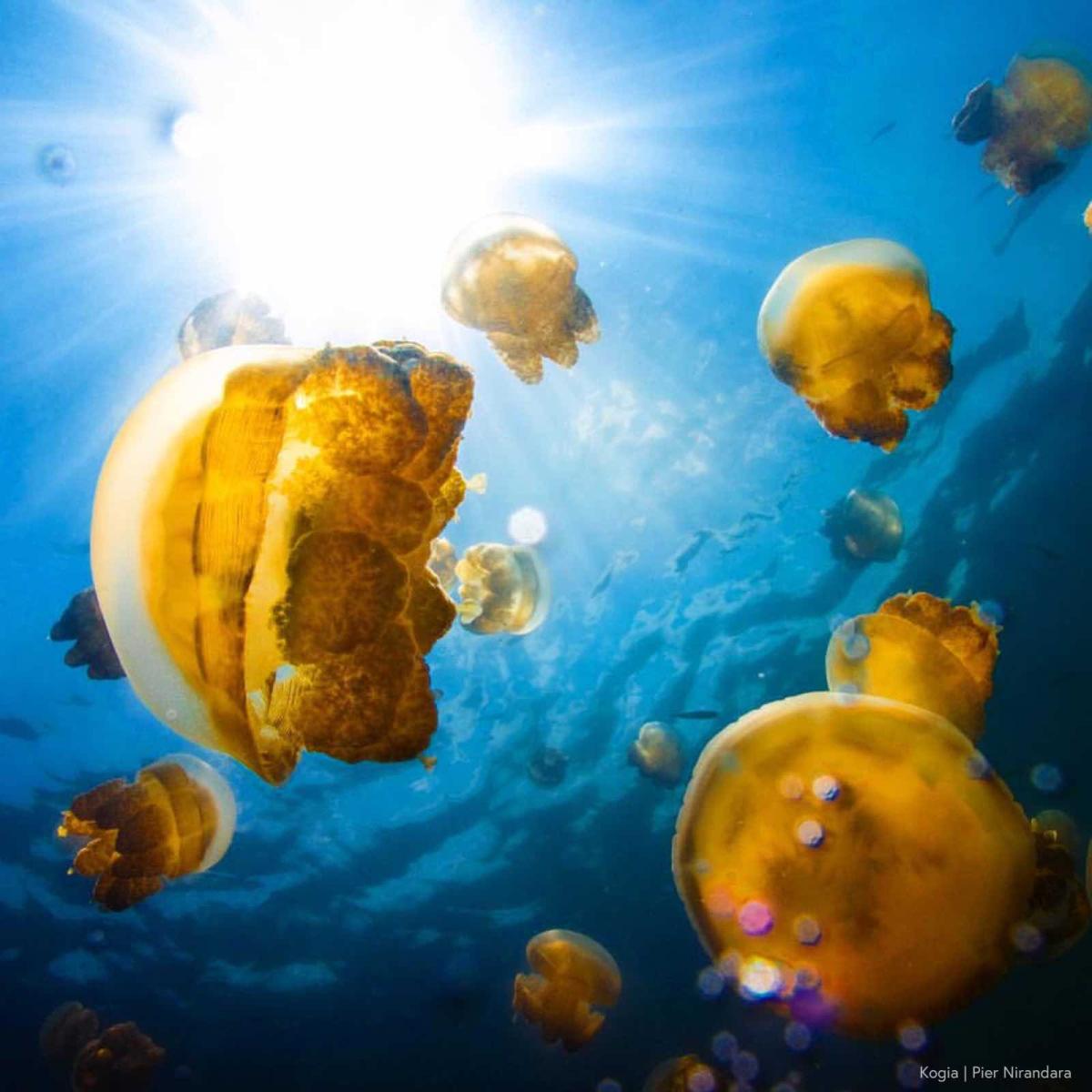 The sun beams down through the water's surface as bulbous yellow jellyfish float suspended in the water