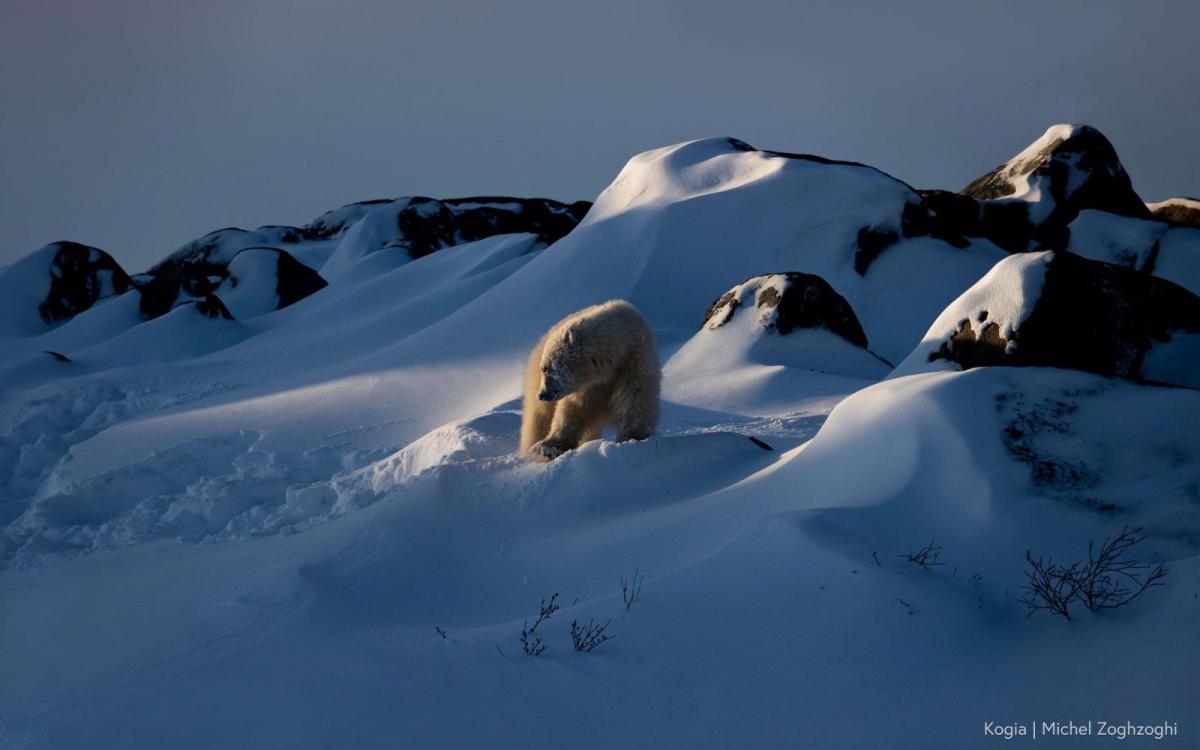 A polar bear stands on a snow-covered hillside at dusk